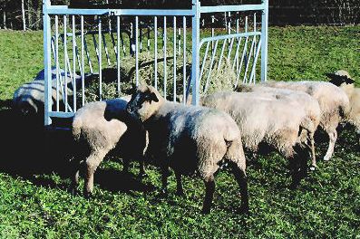 Viereckraufe für Schafe, ohne Dach, verzinkt