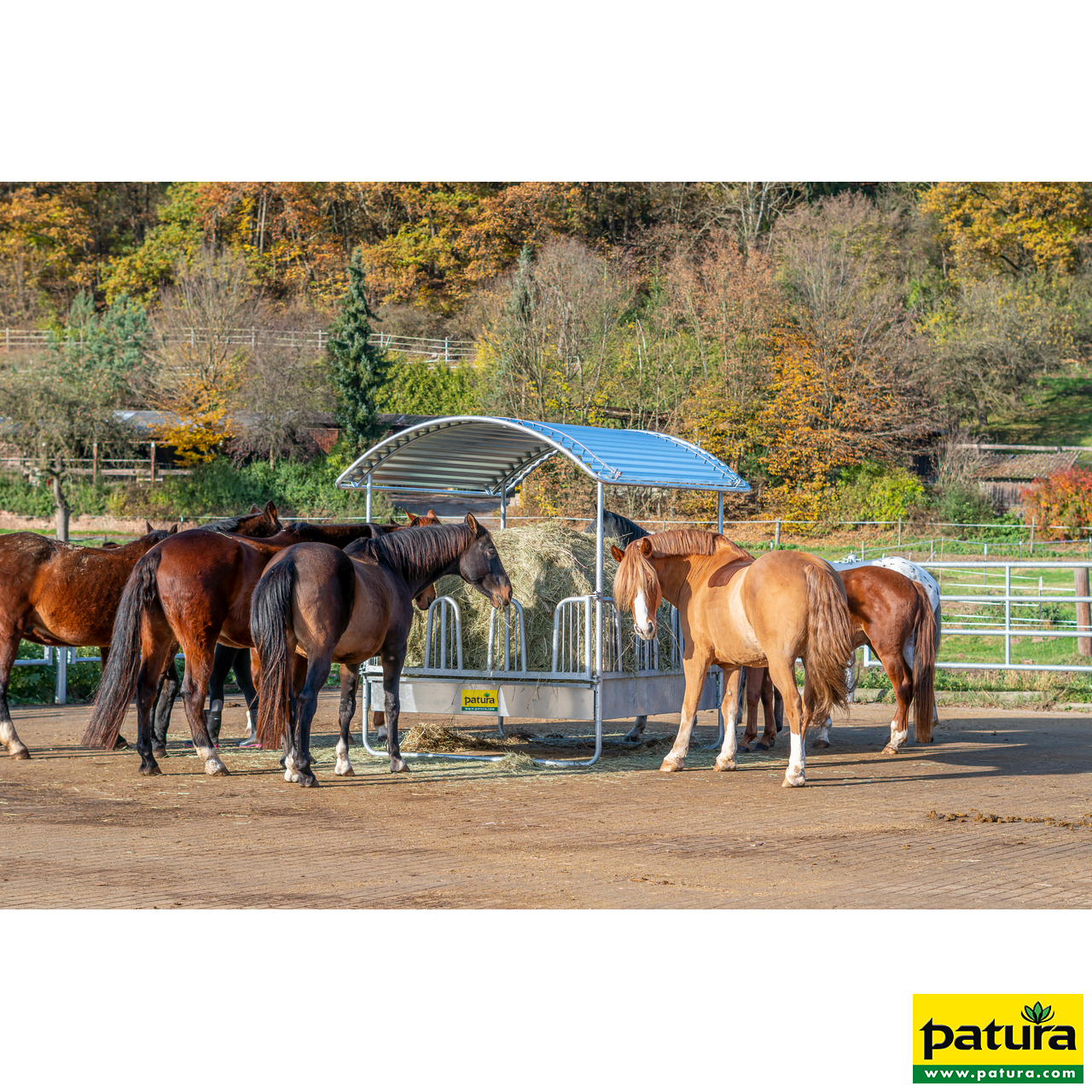 303683 Patura Compact-Viereckraufe mit Sicherheits-Palisadenfressgittern, Anwendungsbeispiel Pferde