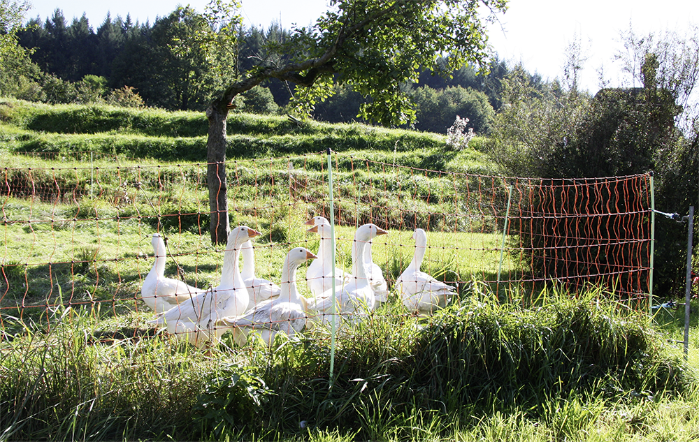 Ersatzpfahl für Geflügelnetz 112 cm, mit Doppelspitze