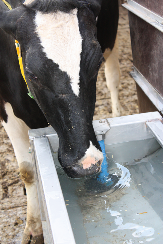 Patura Schnellablauftrog 1306714, Länge 1,40 m, 100 Liter, Detail Kuh