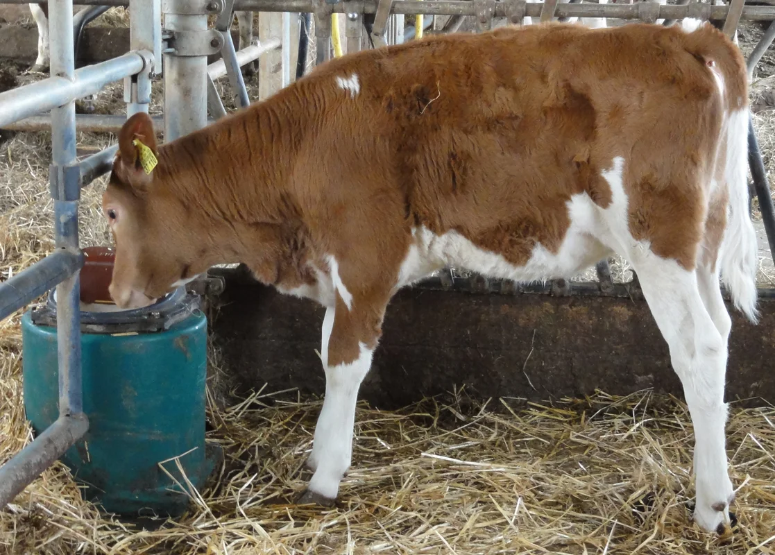 1000043 Patura Tränkebecken Modell 43A - Montagebeispiel